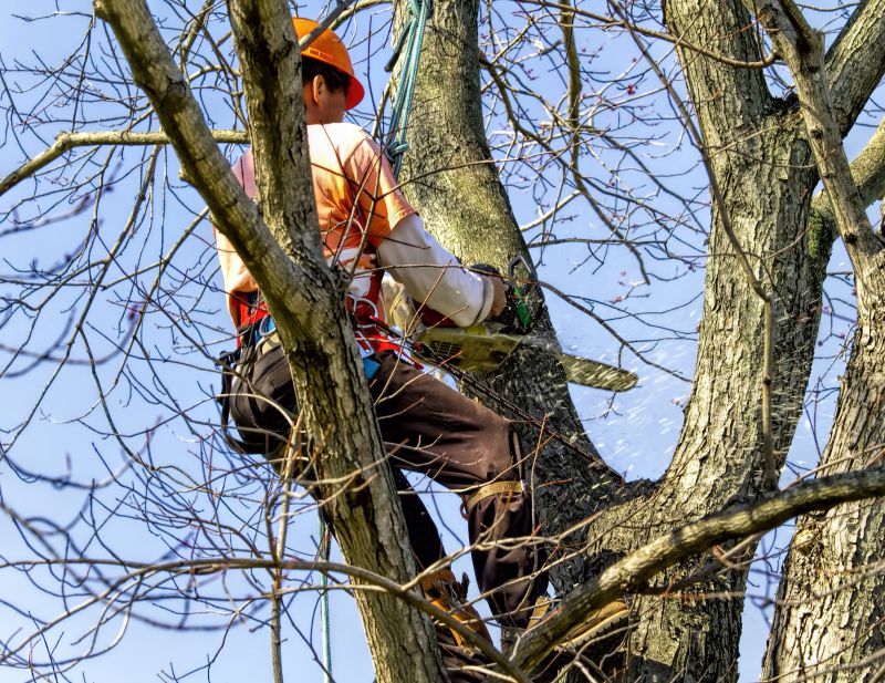 Local Tree Trimming pros at work