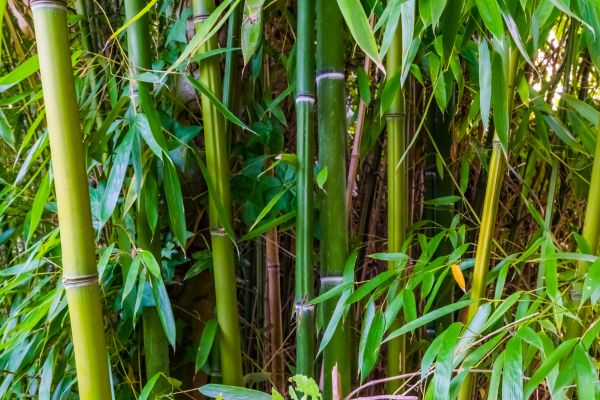 Cost of Bamboo Trimming in Pasadena