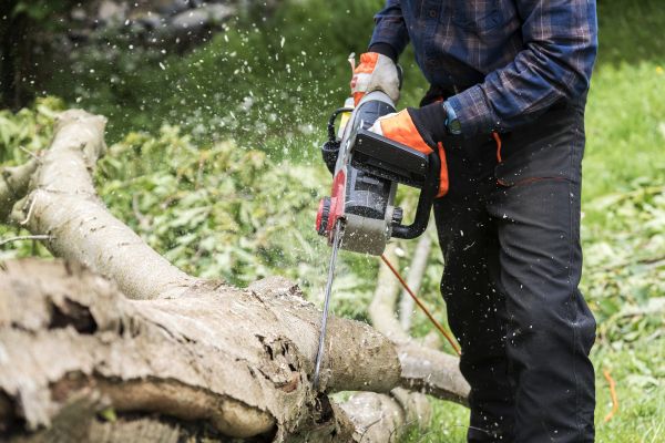 Branch Removal Service in Pasadena