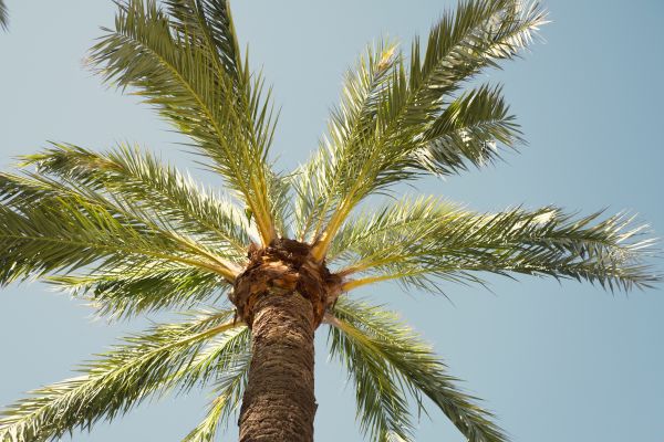 Palm Tree Pruning in Pasadena