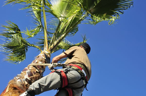 Palm Tree Trimming in Pasadena