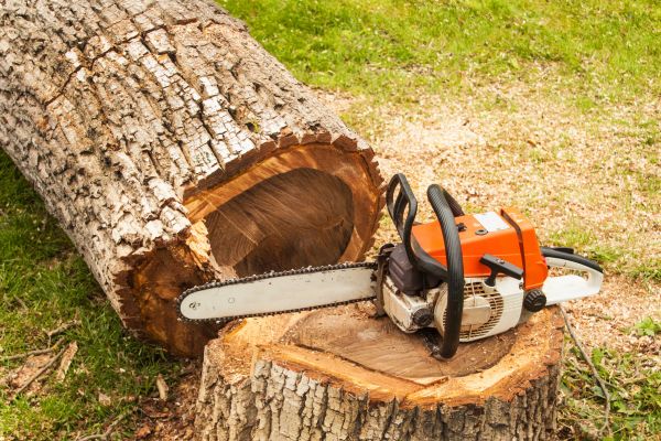 Tree Cutting Service in Pasadena