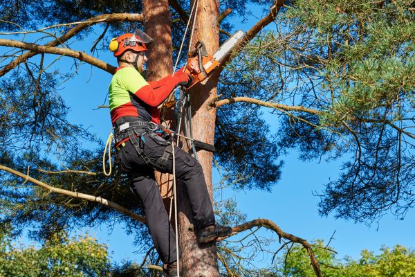 Tree Service in Pasadena