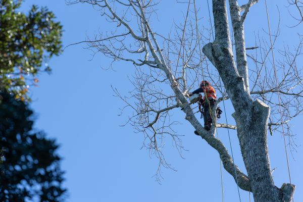Tree Topping Service in Pasadena
