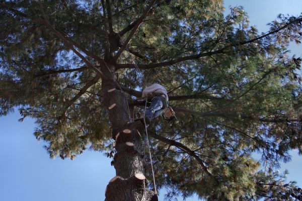 Trimming Service in Pasadena