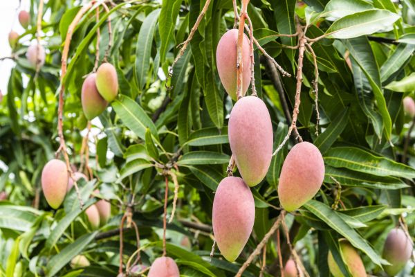 Mango Tree Trimming in Pasadena