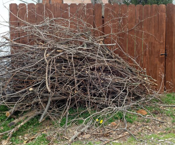Dead Branch Removal in Pasadena