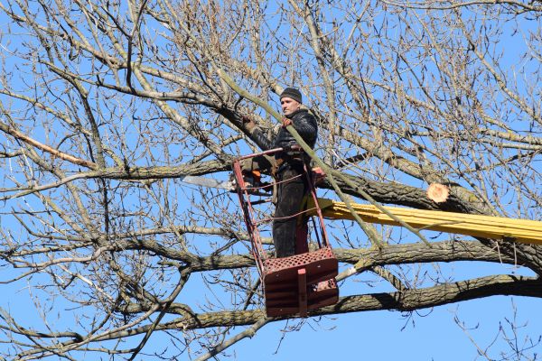 Emergency Tree Trimming in Pasadena