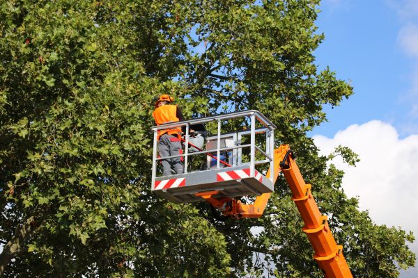 Commercial Tree Service in Pasadena