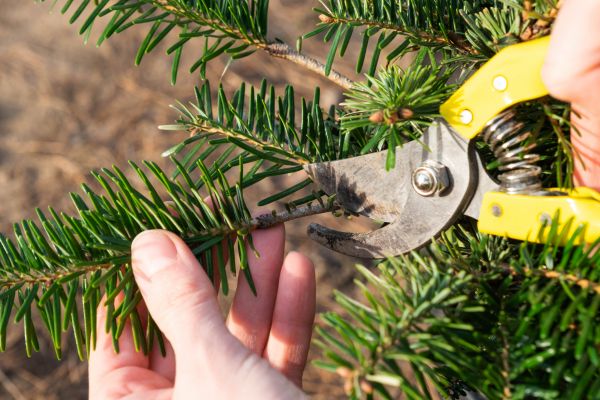 Pine Tree Pruning in Pasadena