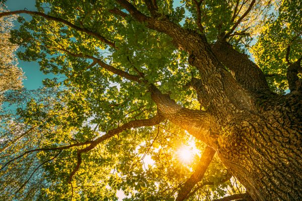 Oak Tree Pruning in Pasadena
