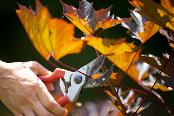 Maple Tree Pruning in Pasadena