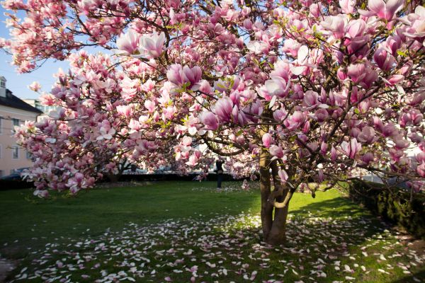 Cost of Magnolia Tree Pruning in Pasadena