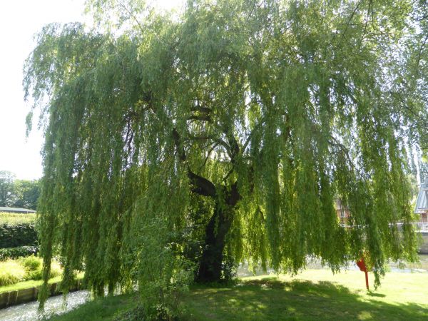 Cost of Willow Tree Trimming in Pasadena