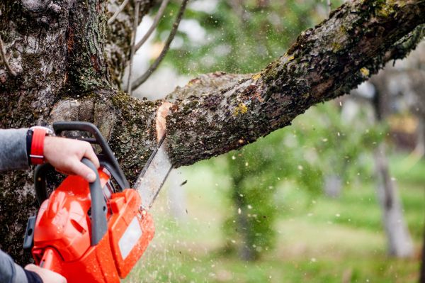 Tree Limbs Removal in Pasadena