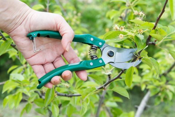 Pear Tree Pruning in Pasadena