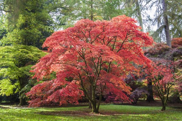 Japanese Maple Pruning in Pasadena