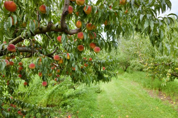 Peach Tree Pruning in Pasadena