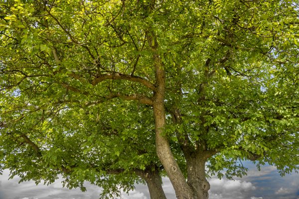 Walnut Tree Trimming in Pasadena