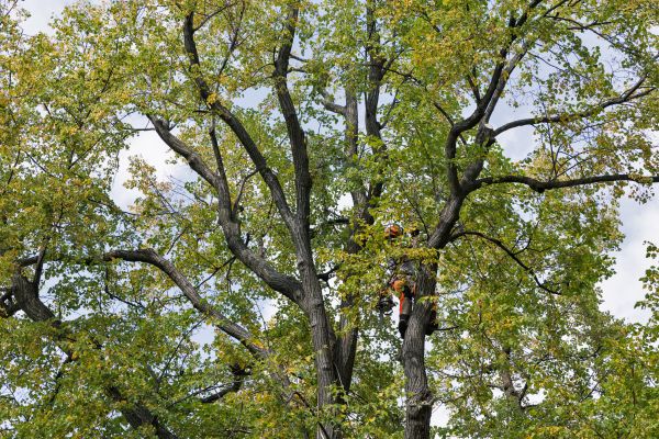 Tree Crown Shaping in Pasadena