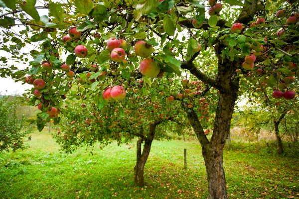 Apple Tree Pruning in Pasadena