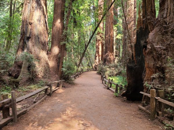 Redwood Tree Pruning in Pasadena