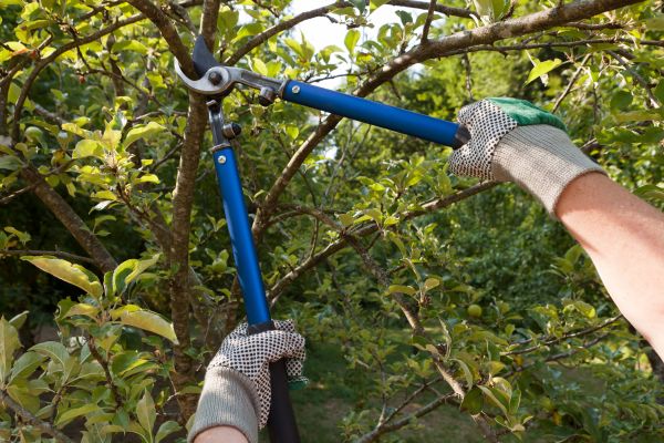 Residential Tree Pruning in Pasadena