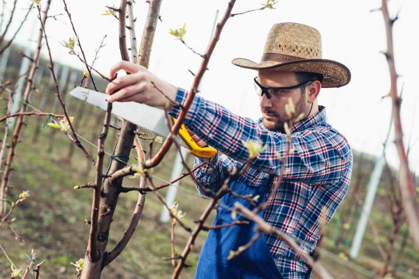 Orchard Tree Pruning in Pasadena