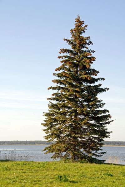 Spruce Tree Pruning in Pasadena