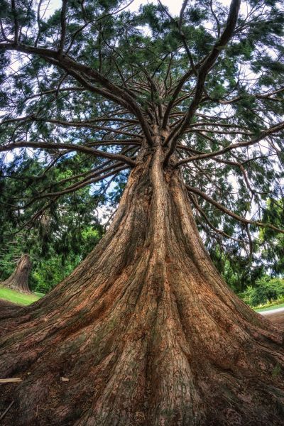 Cost of Cedar Tree Pruning in Pasadena