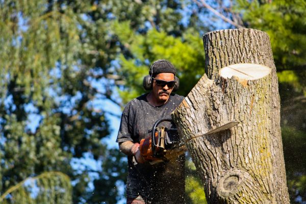 Ash Tree Pruning in Pasadena