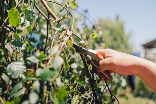 Cost of Birch Tree Pruning in Pasadena