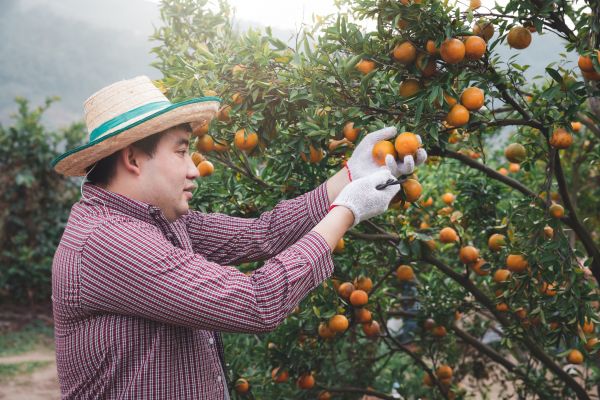 Cost of Orange Tree Pruning in Pasadena