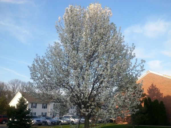 Cost of Bradford Pear Tree Pruning in Pasadena