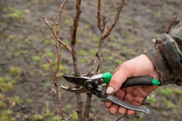 Pear Trees Pruning in Pasadena