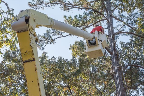Limbs Trimming in Pasadena