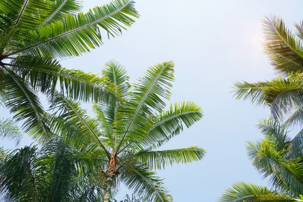 Queen Palm Tree Trimming in Pasadena