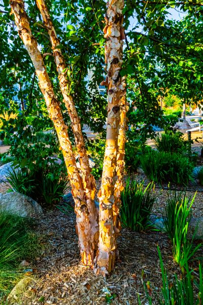 Cost of River Birch Trimming in Pasadena