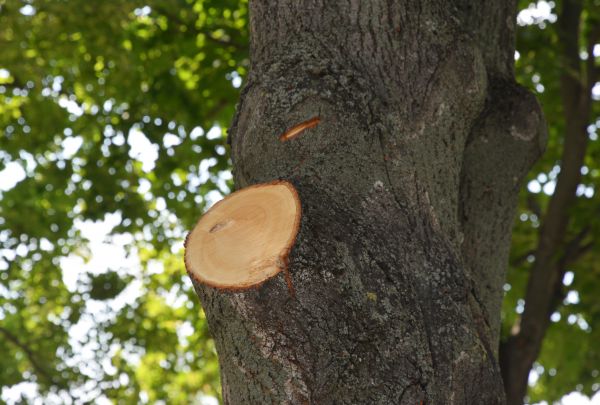 Limb Cutting in Pasadena