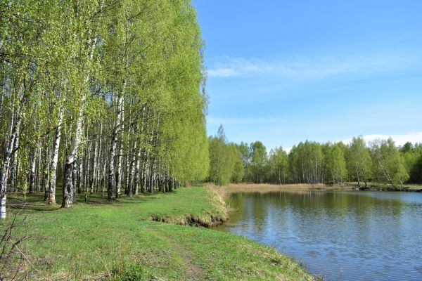 Cost of River Birch Pruning in Pasadena