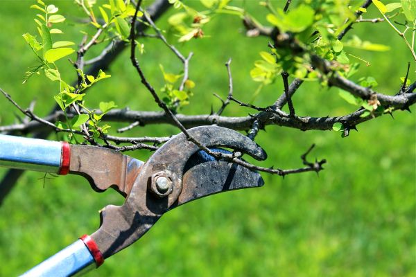 Branches Pruning in Pasadena