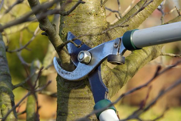 Tree Limb Trimming Service in Pasadena