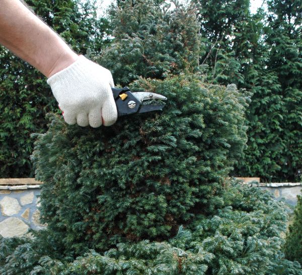 Ornamental Tree Trimming in Pasadena