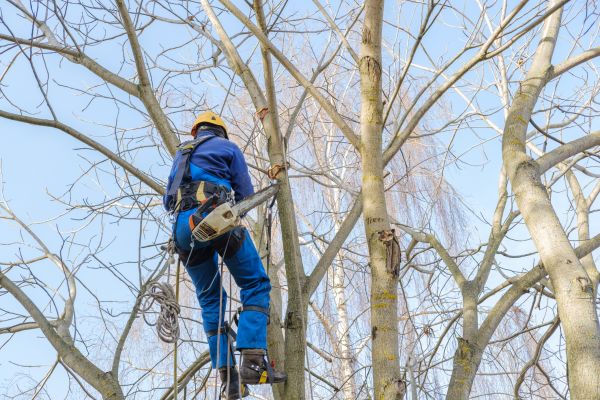 Large Tree Trimming in Pasadena