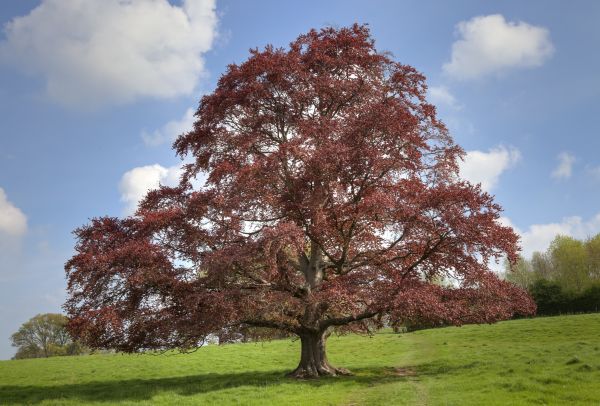 Beech Tree Pruning in Pasadena