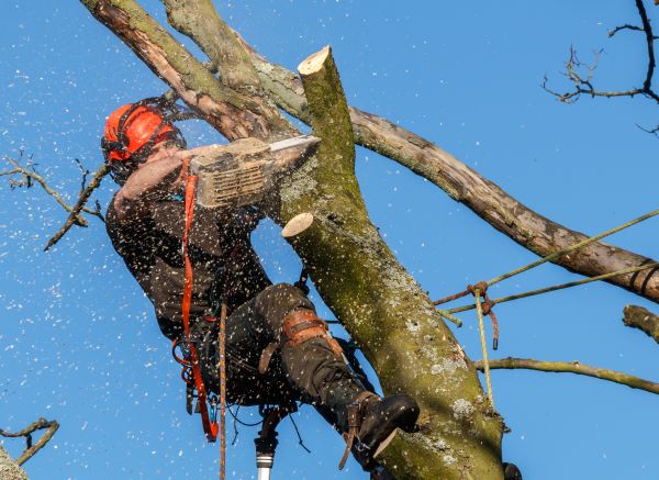 Tree Trimming Service in Pasadena