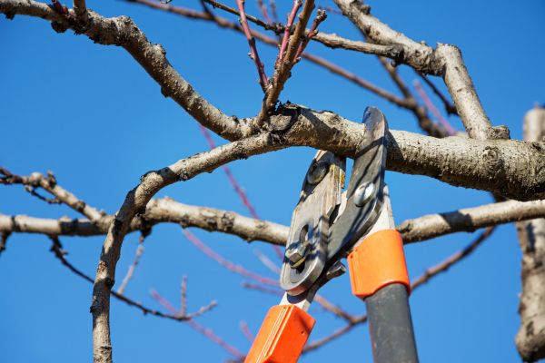 Tree Pruning in Pasadena