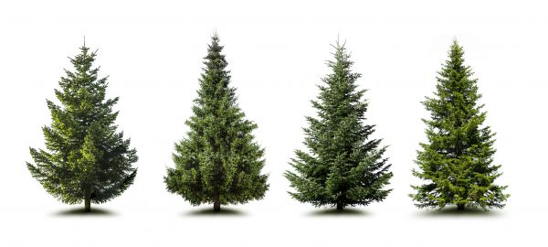 Cost of Pine Tree Trimming in Pasadena