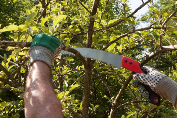 Apple Tree Trimming in Pasadena