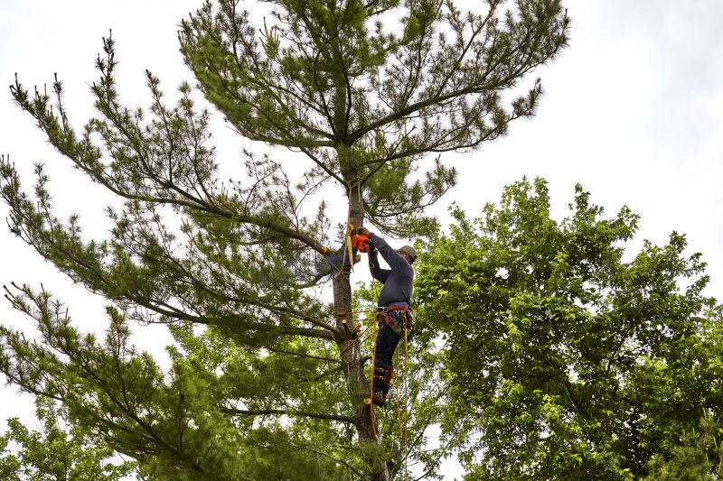 Arborist Pruning Techniques